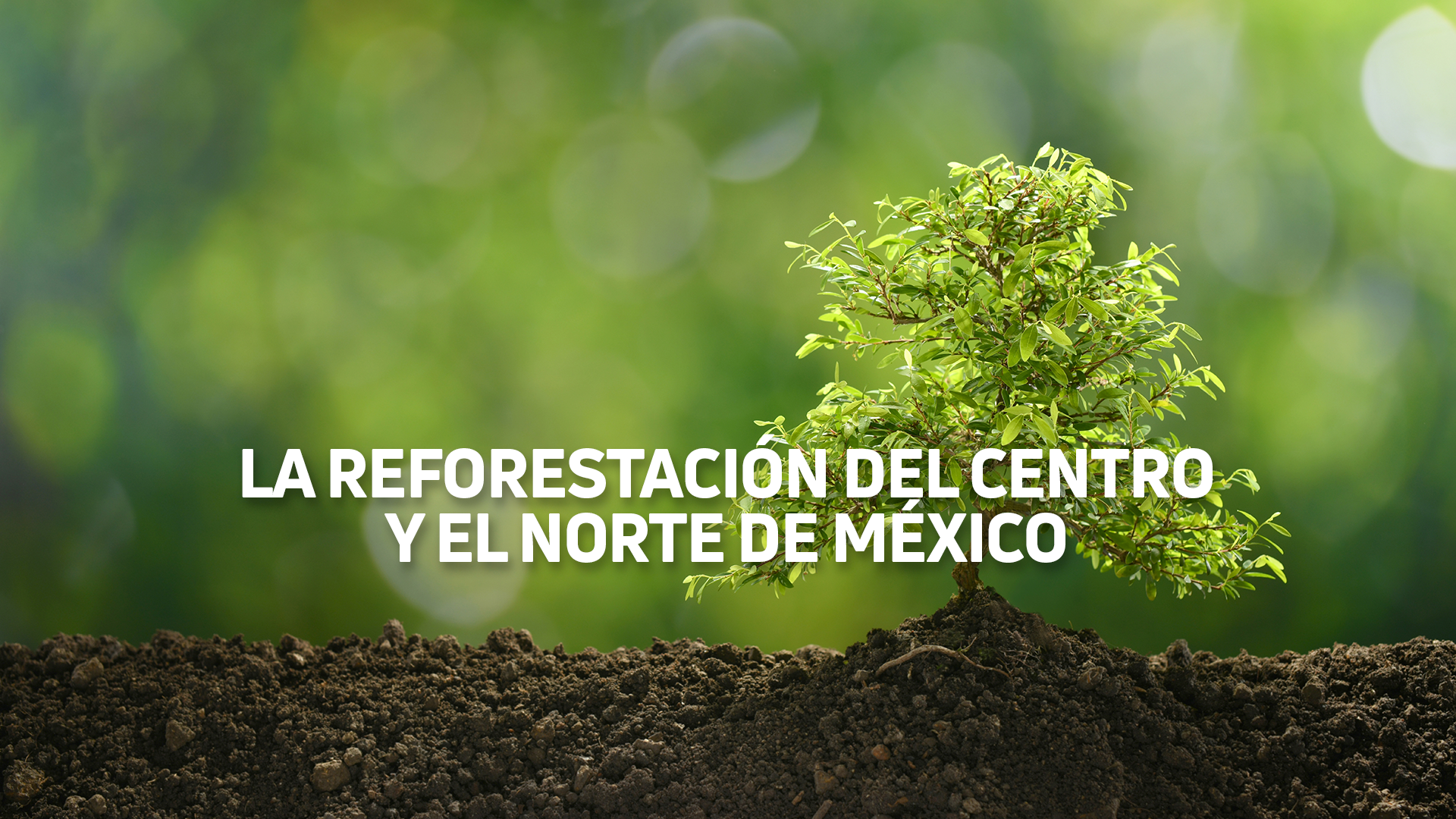 La reforestación del Centro y el Norte de México