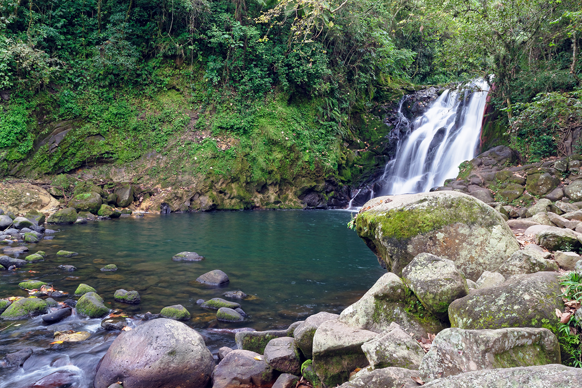 ¿Qué está pasando con las zonas forestales en México?