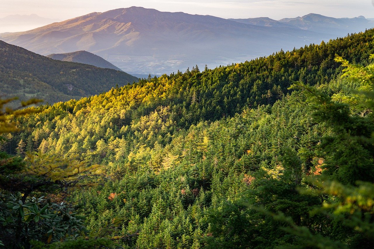 Prevención de la erosión del suelo generada por cambios de uso de suelo en terrenos forestales